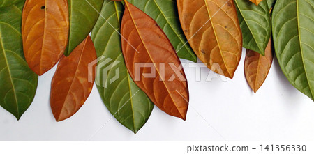 flat lay pattern of green leaf on white 141356330