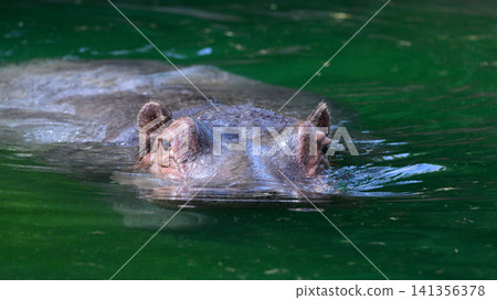 The gaze of a hippo peeking out from the water's surface The gaze of a hippo peeking out from the water's surface 141356378