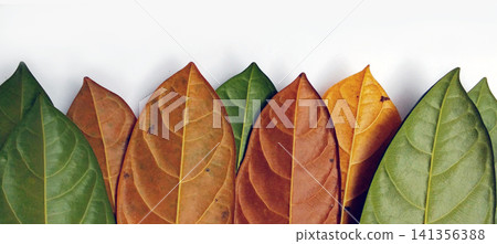 leaves of tropical plants on white leaves of tropical plants on white 141356388
