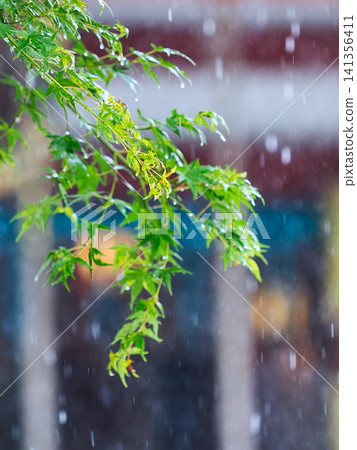 Green maple leaves wet with rain Green maple leaves wet with rain 141356411