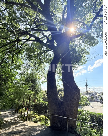 沐浴在神聖光芒中的聖樹 沐浴在神聖光芒中的聖樹 141356414