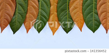 Alternating rows of green leaves and autumn colored leaves on a white background. Alternating rows of green leaves and autumn colored leaves on a white background. 141356452