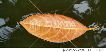 A dry autumn leaf floats on the calm water. A dry autumn leaf floats on the calm water. 141356478