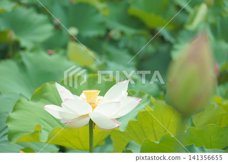 Landscape with lotus flowers Landscape with lotus flowers 141356655