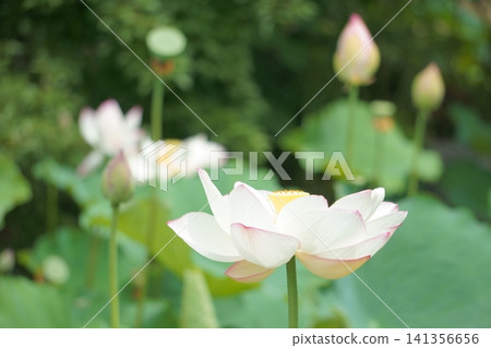 名古屋鶴舞公園小蝶池的蓮花(15朵) 名古屋鶴舞公園小蝶池的蓮花(15朵) 141356656