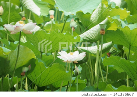名古屋鶴舞公園的鳳蝶池蓮花（7） 141356667
