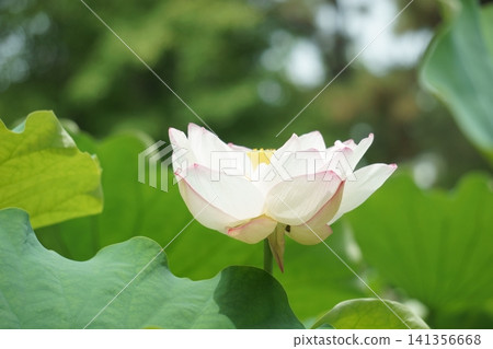 White lotus flower with bokeh in the background White lotus flower with bokeh in the background 141356668
