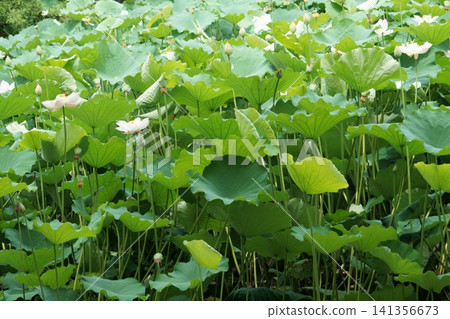 名古屋鶴舞公園的鳳蝶池蓮花(2) 名古屋鶴舞公園的鳳蝶池蓮花(2) 141356673