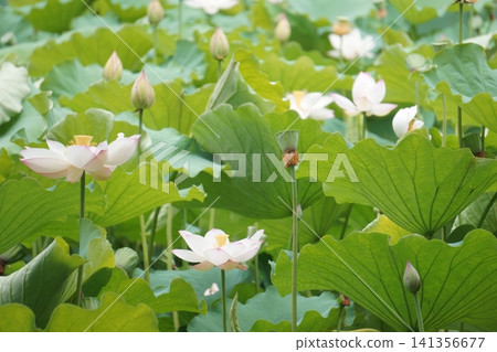 名古屋鶴舞公園的鳳蝶池蓮花(26) 名古屋鶴舞公園的鳳蝶池蓮花(26) 141356677