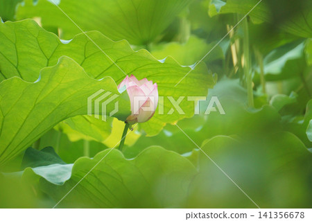 名古屋鶴舞公園的鳳蝶池蓮花(25) 名古屋鶴舞公園的鳳蝶池蓮花(25) 141356678