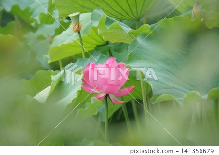 名古屋鶴舞公園小蝶池的蓮花(24) 名古屋鶴舞公園小蝶池的蓮花(24) 141356679
