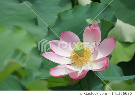 盛開的粉紅色蓮花 盛開的粉紅色蓮花 141356680