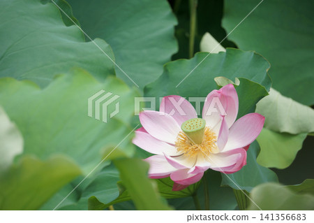 Pink Lotus Pink Lotus 141356683