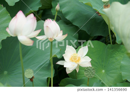 Lotus flowers at Kochogaike Pond in Tsurumai Park, Nagoya (18 flowers) Lotus flowers at Kochogaike Pond in Tsurumai Park, Nagoya (18 flowers) 141356690