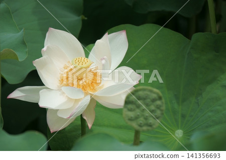 Beautiful white lotus flowers in bloom Beautiful white lotus flowers in bloom 141356693
