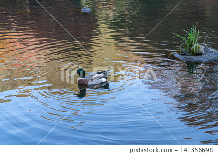 A male mallard swimming on the water's surface, creating beautiful ripples. A male mallard swimming on the water's surface, creating beautiful ripples. 141356698