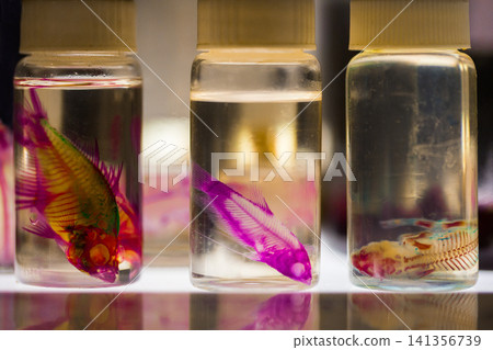 Preserved Fish Specimens in Glass Jars, Biology Lab Macro Preserved Fish Specimens in Glass Jars, Biology Lab Macro 141356739