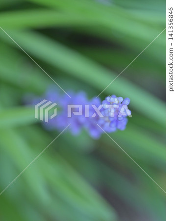 A macro photograph of a lilyturf flower enveloped in soft bokeh (alternative idea). A macro photograph of a lilyturf flower enveloped in soft bokeh (alternative idea). 141356846