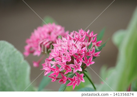紅色五星花,一簇星形花朵 紅色五星花,一簇星形花朵 141356874