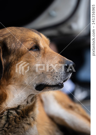 Brown dog resting, looking relaxed with closed eye Brown dog resting, looking relaxed with closed eye 141356965