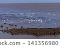 A flock of seagulls resting on a coastal mudflat during low tide, showcasing a peaceful wetland habitat with natural shoreline and marine wildlife 141356980