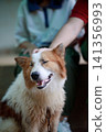Hand of people touching on Thai Bangkaew dog with fluffy white and brown fur. A Loyal and cheerful dog 141356993