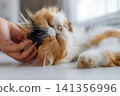 Calico Long-Haired Cat Being Gently Petted While Resting 141356996
