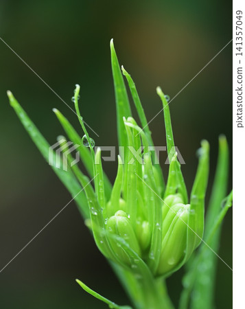 一朵沾滿雨滴的百合花苞:初夏的微距照片。 一朵沾滿雨滴的百合花苞:初夏的微距照片。 141357049