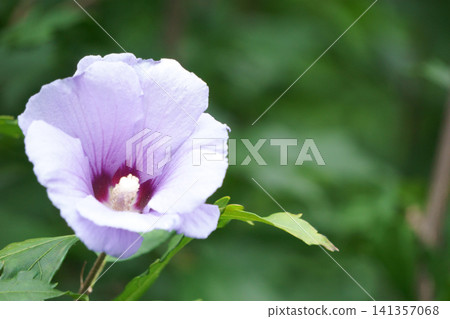 紫色芙蓉花,藍色緞子 紫色芙蓉花,藍色緞子 141357068