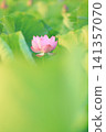 Lotus in Japan 141357070