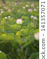 Lotus in Japan 141357071