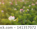 Lotus in Japan 141357072