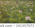 Lotus in Japan 141357073