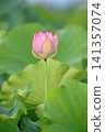 Lotus in Japan 141357074