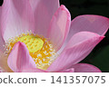 Lotus in Japan 141357075