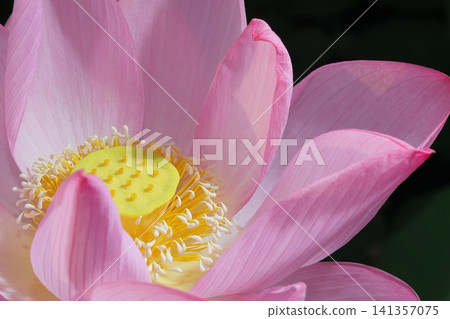 Lotus in Japan Lotus in Japan 141357075