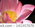Lotus in Japan 141357076