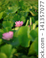Lotus in Japan 141357077