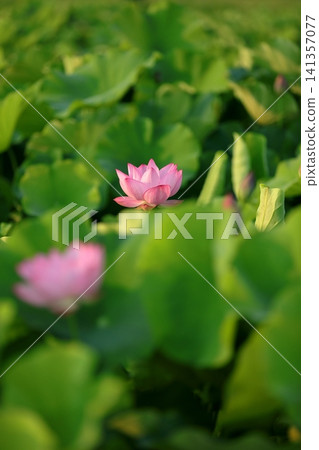 Lotus in Japan Lotus in Japan 141357077