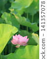 Lotus in Japan 141357078