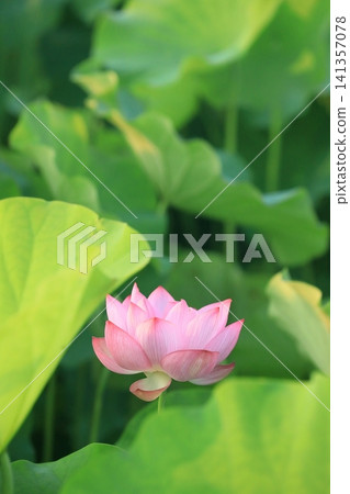 Lotus in Japan Lotus in Japan 141357078