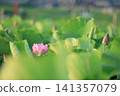 Lotus in Japan 141357079
