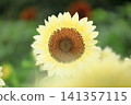 sunflower	 141357115