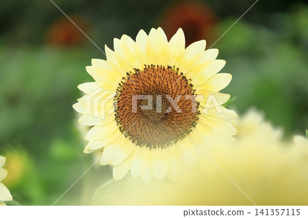 sunflower sunflower 141357115
