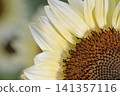sunflower	 141357116
