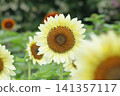 sunflower	 141357117