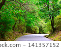 Forest walking path Forest walking path 141357152