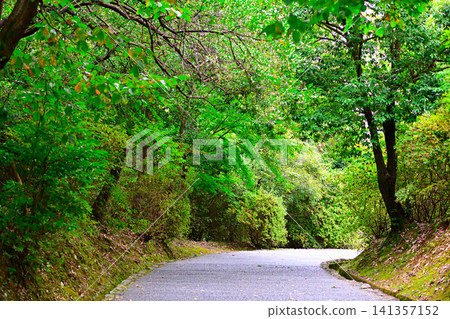 Forest walking path Forest walking path 141357152