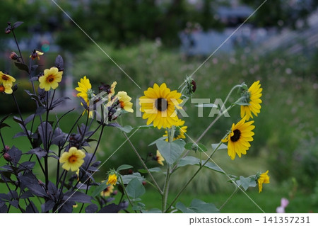 summer flowers, yellow flowers summer flowers, yellow flowers 141357231