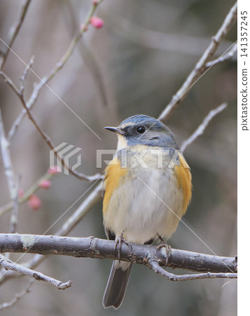 一隻快樂的藍色小鳥棲息在李子樹上：西伯利亞藍知更鳥 141357245